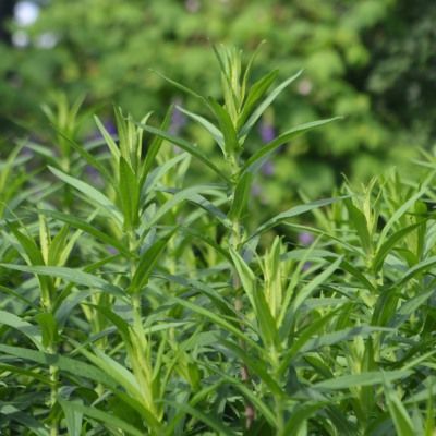 Estragon - Herbe dragon - Leaderplant