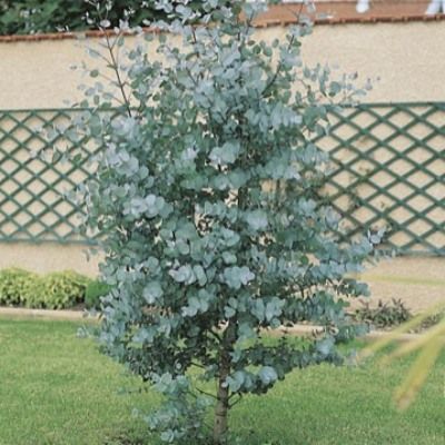 Eucalyptus Baby Blue - Leaderplant