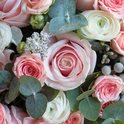 Eucalyptus à feuilles cendrées - Leaderplant