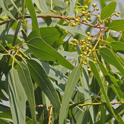 Eucalyptus Citronné - Leaderplant