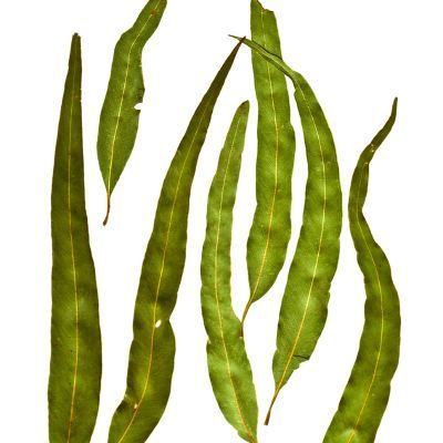 Eucalyptus Citronné - Leaderplant