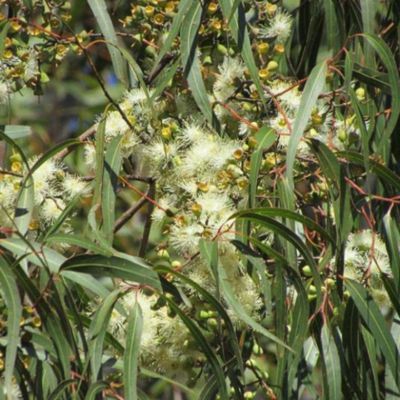 Eucalyptus Citronné - Leaderplant