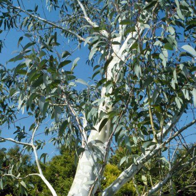 Eucalyptus des neiges - Leaderplant