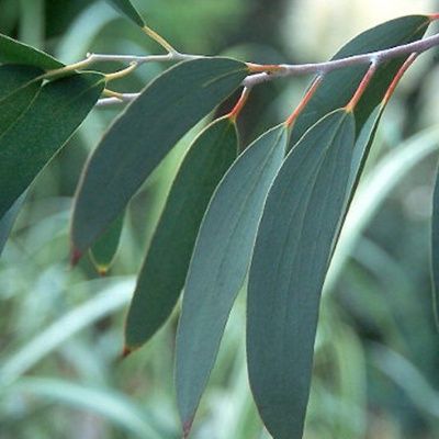 Eucalyptus des neiges - Leaderplant