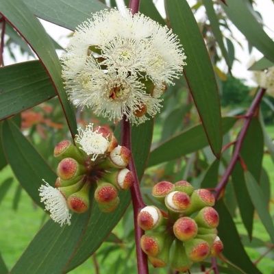 Eucalyptus des neiges - Leaderplant