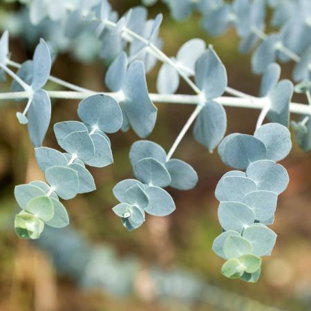 Eucalyptus Baby Blue - Leaderplant