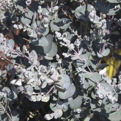 Eucalyptus Silverana ® - Leaderplant