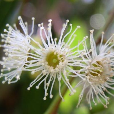 Eucalyptus gunnii - Leaderplant