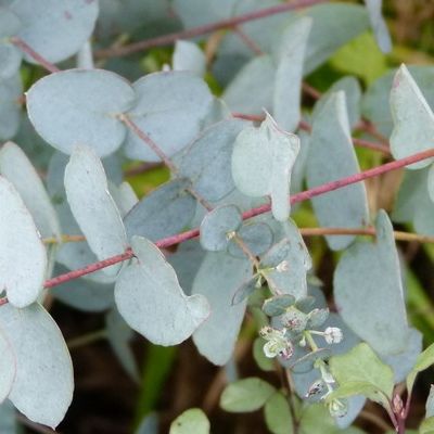 Eucalyptus gunnii - Leaderplant
