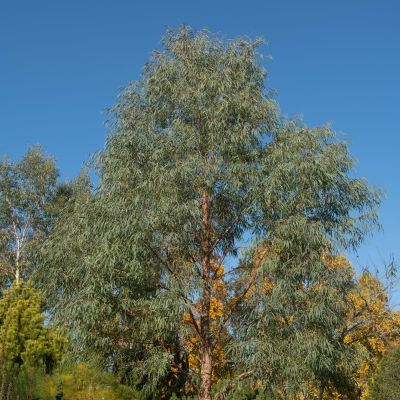 Eucalyptus Nicholii - Leaderplant