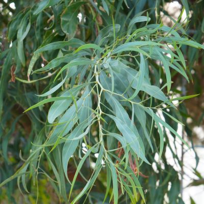 Eucalyptus Nicholii - Leaderplant