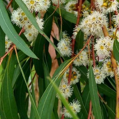 Eucalyptus Nicholii - Leaderplant
