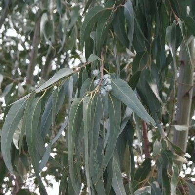 Eucalyptus parvifolia à petites feuilles - Leaderplant