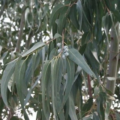 Eucalyptus parvifolia à petites feuilles - Vente en ligne de plants de  Eucalyptus parvifolia à petites feuilles pas cher