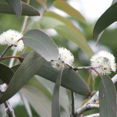 Eucalyptus parvifolia à petites feuilles - Leaderplant