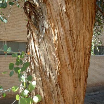 Eucalyptus Polyanthemos - Leaderplant