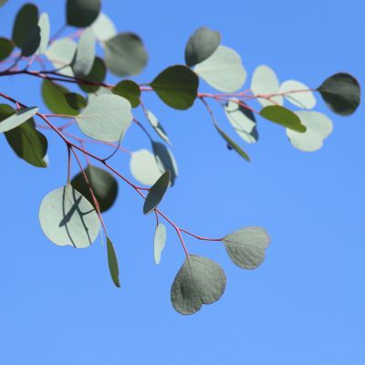 Eucalyptus Polyanthemos - Leaderplant