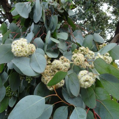 Eucalyptus Polyanthemos - Leaderplant