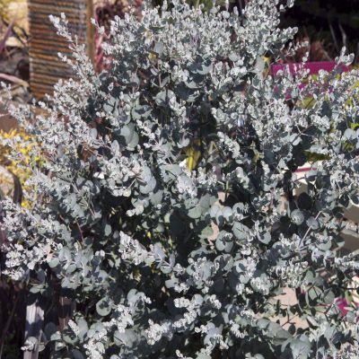 Eucalyptus Silverana ® - Leaderplant