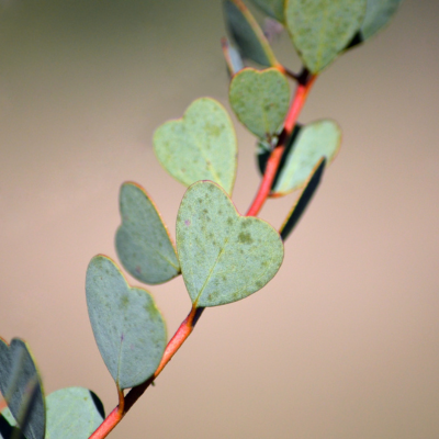 Eucalyptus - Gommier de Webster  - Leaderplant