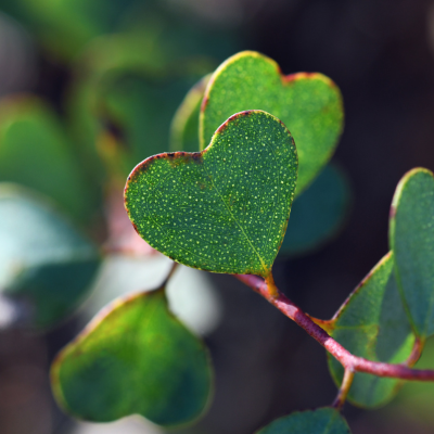 Eucalyptus - Gommier de Webster  - Leaderplant