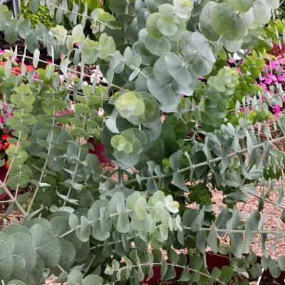 Eucalyptus à feuilles cendrées - Leaderplant