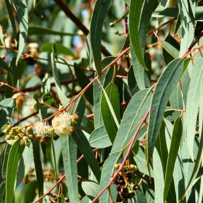 Eucalyptus - Gommier bleu - Leaderplant