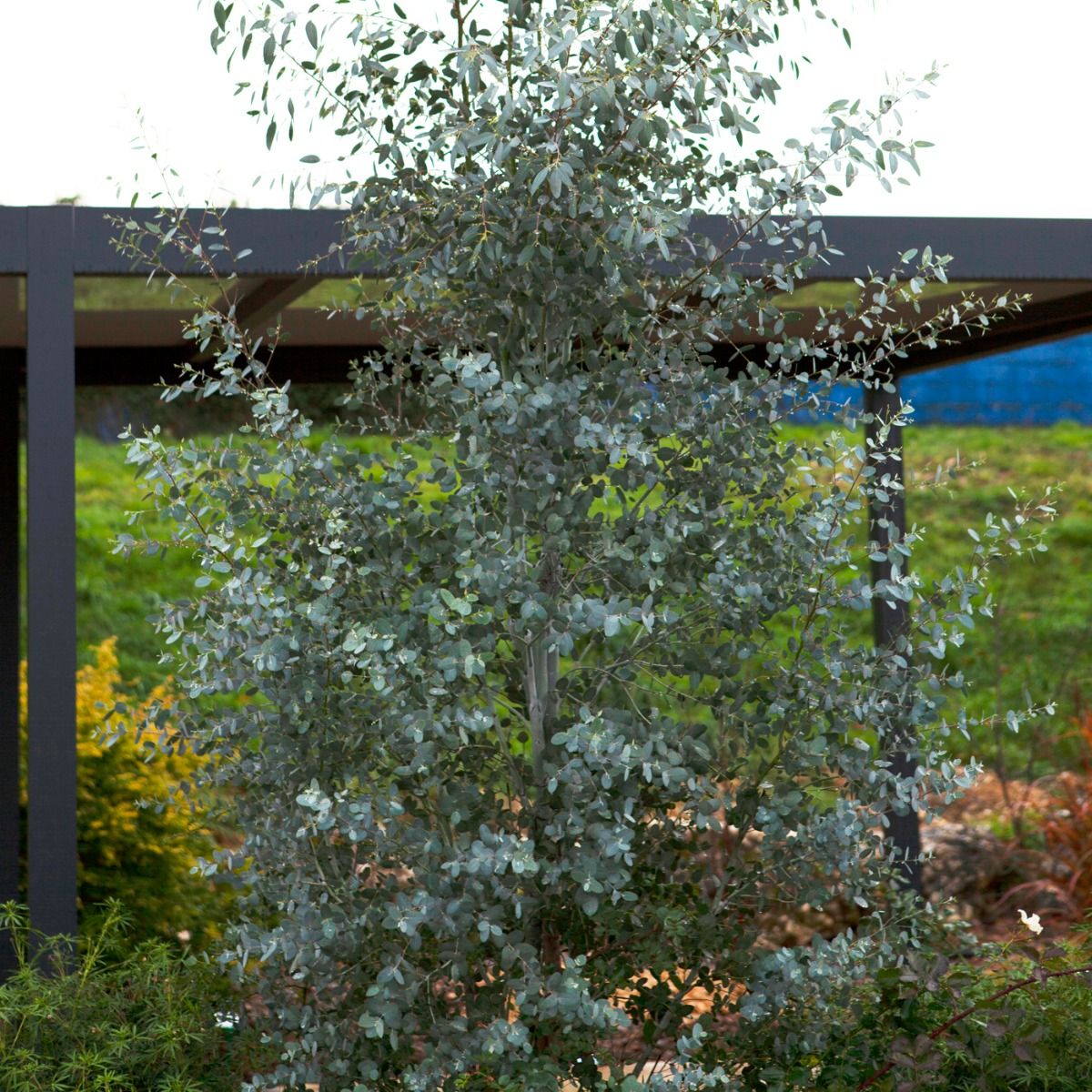 Eucalyptus Silverana ® - Leaderplant