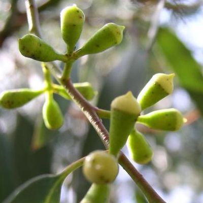 Eucalyptus gunnii - Leaderplant
