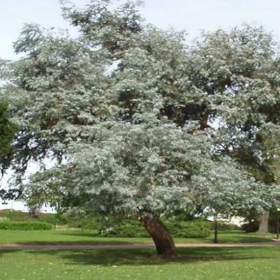 Eucalyptus à feuilles cendrées - Leaderplant