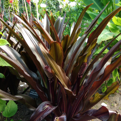 Eucomis / Lis Ananas Johannesburg - Leaderplant