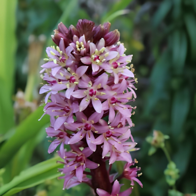 Eucomis / Lis Ananas Johannesburg - Leaderplant