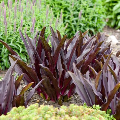 Eucomis / Lis Ananas Purple Reign ® - Leaderplant