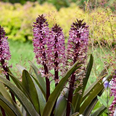 Eucomis / Lis Ananas Purple Reign ® - Leaderplant