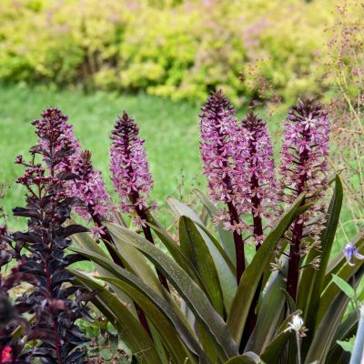 Eucomis / Lis Ananas Purple Reign ® - Leaderplant