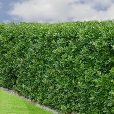 Fusain du Japon - Leaderplant