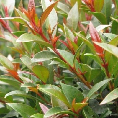 Myrte d'Australie Newport - Leaderplant