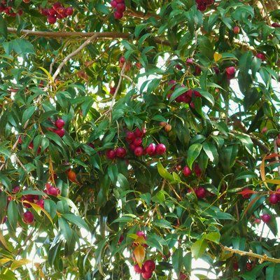 Myrte d'Australie Newport - Leaderplant