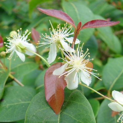 Myrte d'Australie Newport - Leaderplant