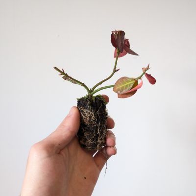 Fusain rampant Darts Blanket en mimi-motte - Leaderplant