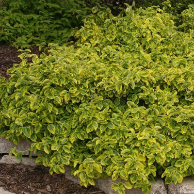 Fusain Emerald'n Gold - Leaderplant