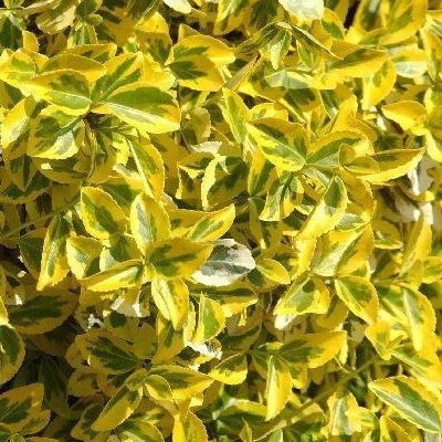 Fusain Emerald'n Gold - Leaderplant