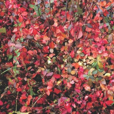 Fusain rampant Darts Blanket en mimi-motte - Leaderplant