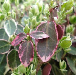 Fusain Emerald Gaiety - Leaderplant