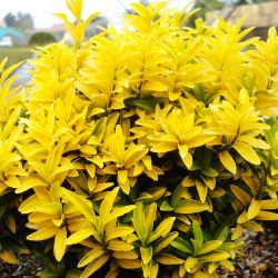 Fusain Happiness ® - Leaderplant