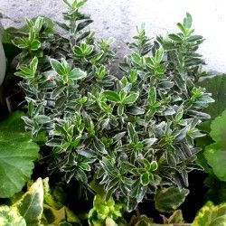 Fusain à petites feuilles Albovariegatus - Leaderplant