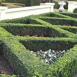 Fusain à petites feuilles - Leaderplant