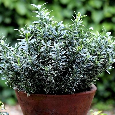 Fusain à petites feuilles Albovariegatus - Leaderplant