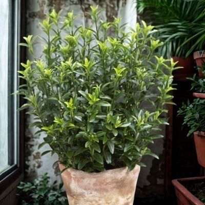 Fusain à petites feuilles en mini-motte - Leaderplant