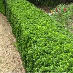 Fusain à petites feuilles - Leaderplant